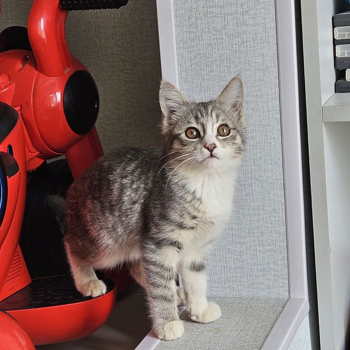 Две девочки , сестренки ищут дом!!!Ташкент!