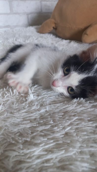 Котёнок мальчик.  В добрые руки