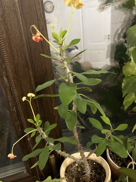 Цветы комнатные, есть разные пишите в личку