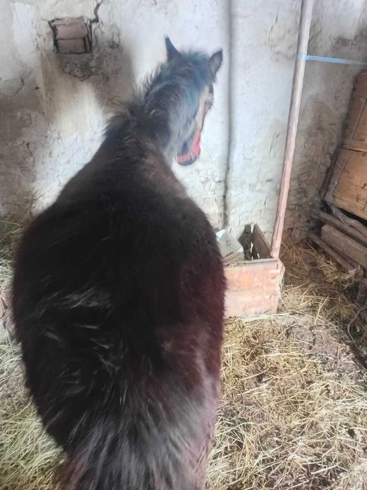 Конче на 7 месеца