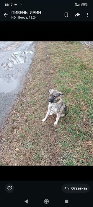 Отдадим в добрые руки щенка,девочку.