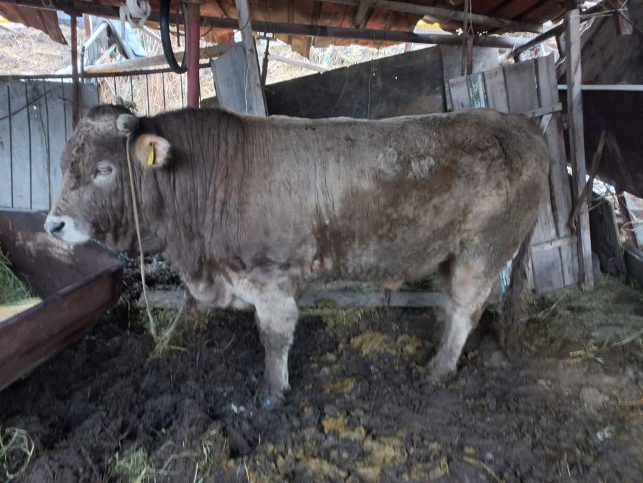 Продам бычка 2 годовалого