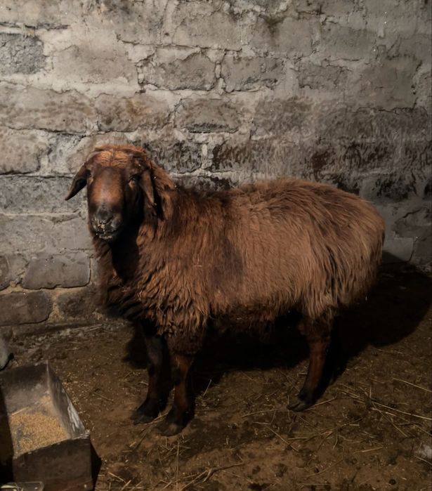 Продам кашкара едильбайской породы