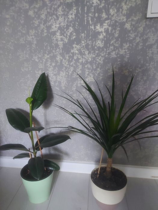 Продам Цветы комнатные ,фикус.