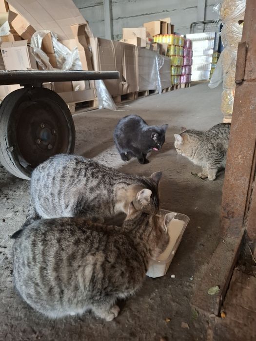 Отдам котят в добрые руки.