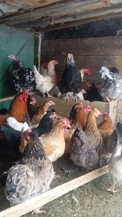 дамашни тауықтар