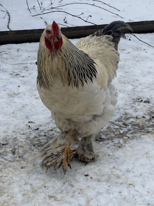 Vand cocosi brahma si de curte