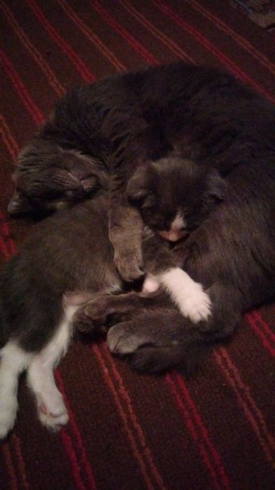 Котята вислоухие