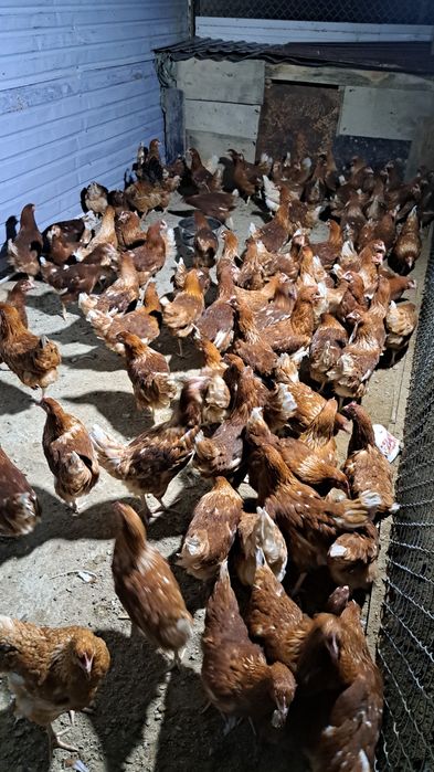 Курица лама браун!