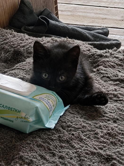 Котенок в добрые руки