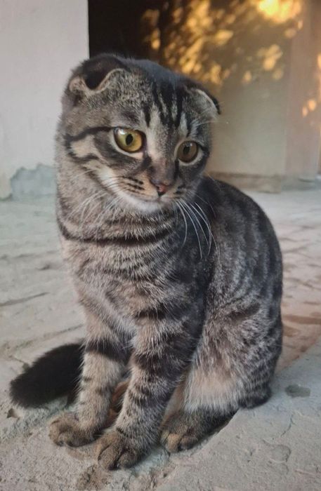 Zotdor mushuk sotiladi