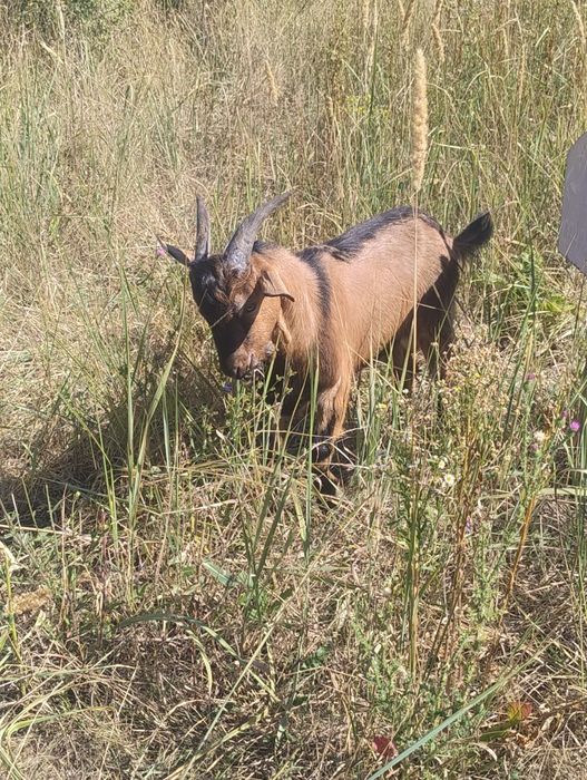 Vând țapi alpini cu anglonubian