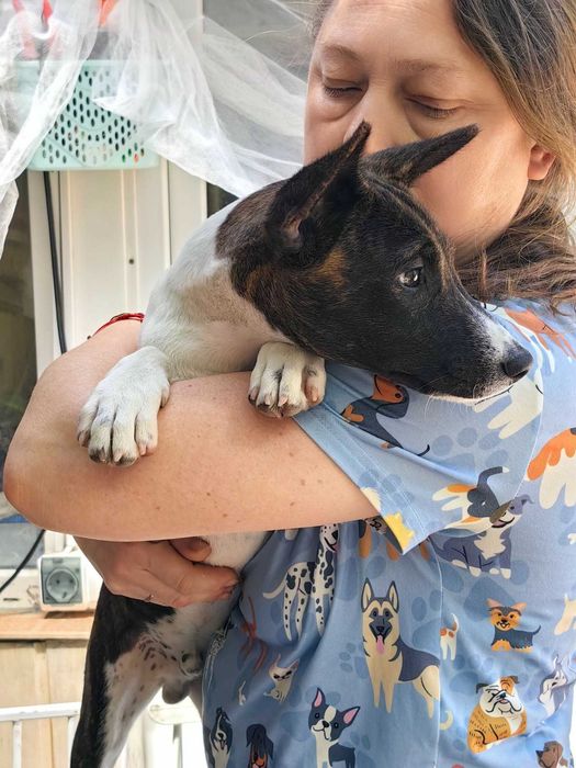 Singurul pui de tigru din România. Un Basenji cu o culoare unică.