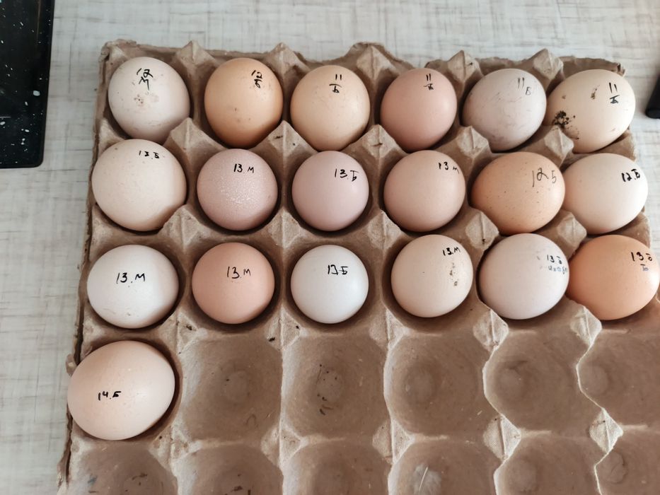 Продаются яйца для инкубации