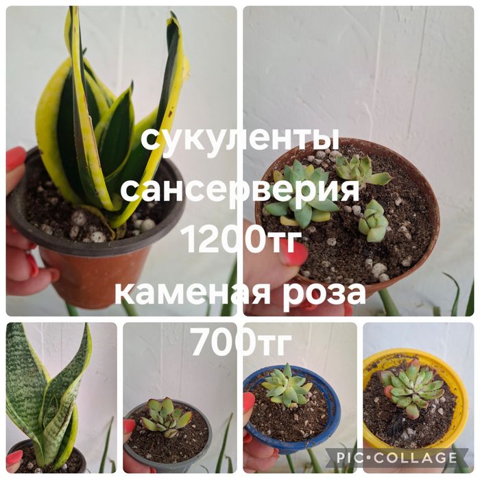 Комнатные растения домашние
