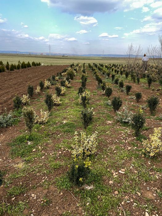 BUXUS pentru gard viu