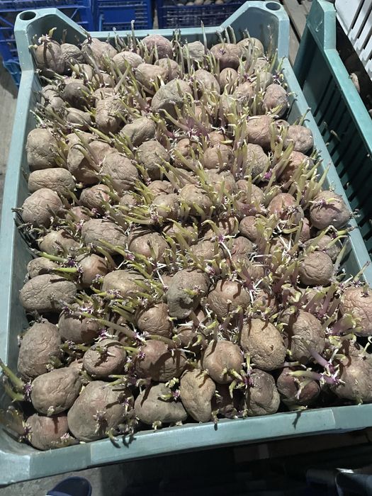 Cartofi sămănță Carera și Bella Rosa