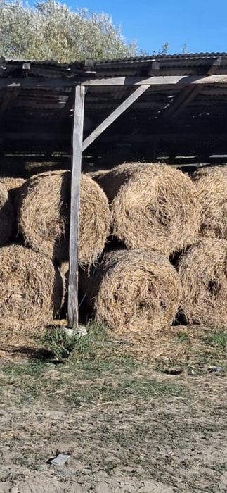 Baloti fan sau Lucerna Livram RO UE  la TIR rotunzi 1,2m x1,2 m cate min 40.dreptunghiulari min  500.nu dam la bucati.