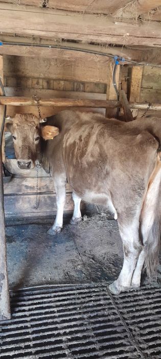 Vaci de vanzare bruna maramures