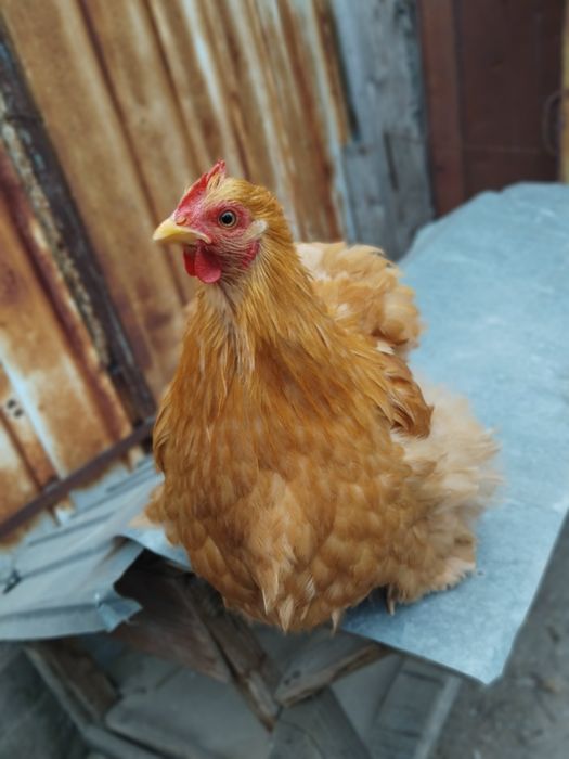 Pereche gaini cochinchina