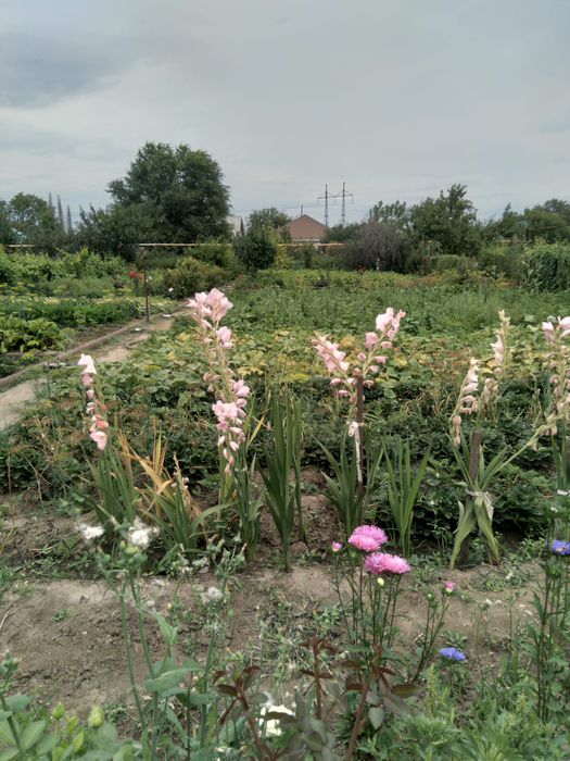 Продам дачный участок