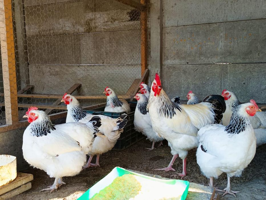 Ouă incubat găini sussex și pita pinta