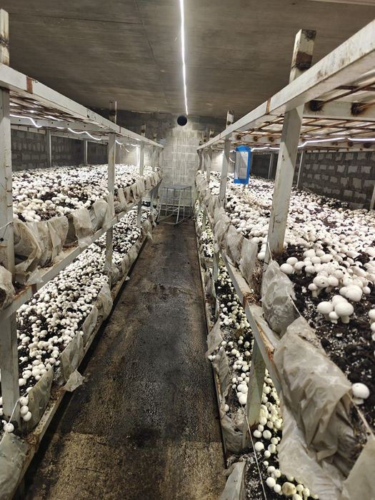 Сдается в аренду теплица 400 м2 аренда теплица