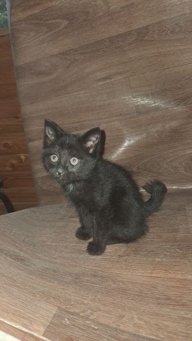 Отдам кошку с котятами.