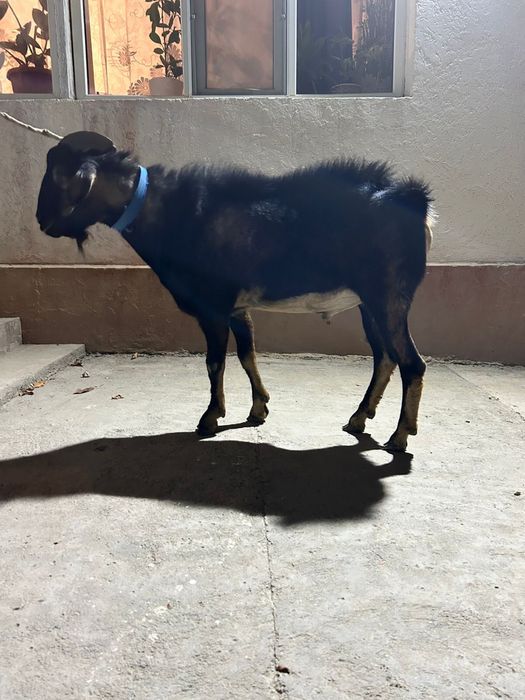 Теке / Козел сатылады