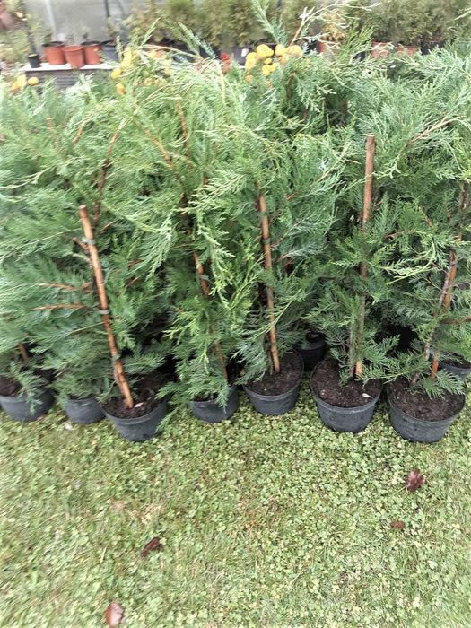 Tuia,Leylandii chiparos pana la 110 cm, calitate, nu e fir subtire