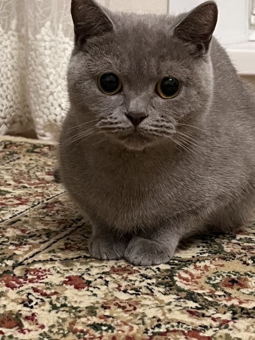 Кошка британка