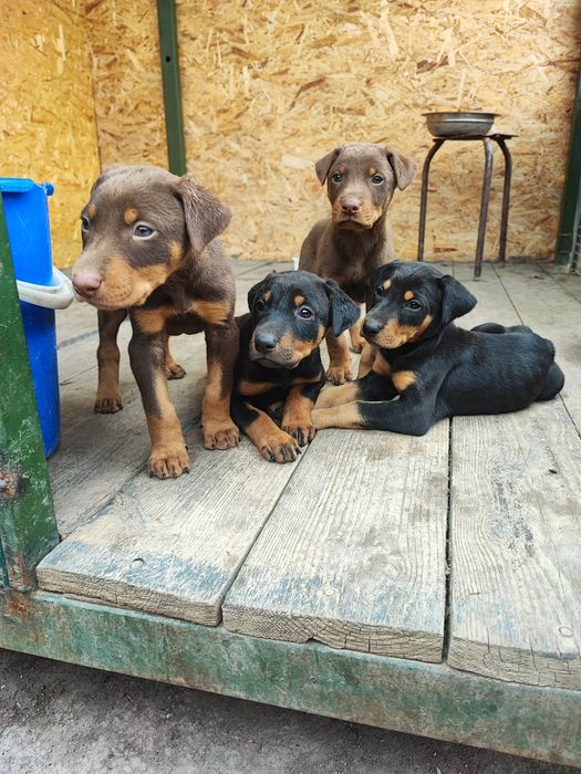 Продаются щенки породы Доберман