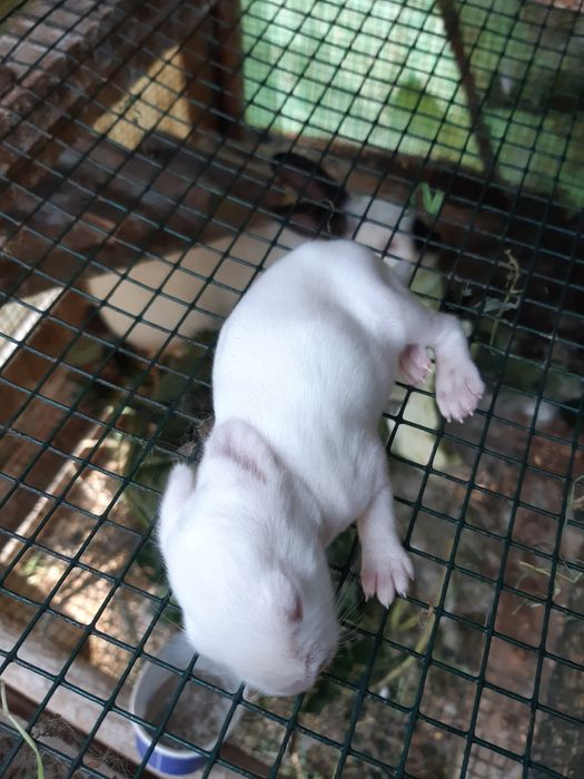 Iepuri californieni
