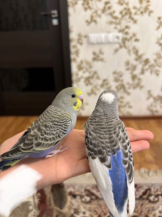 To’tiqush valnistiy волнистый попугай