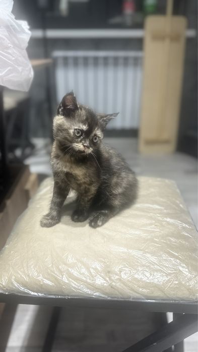 Скоттиш страйт,2-месячная девочка