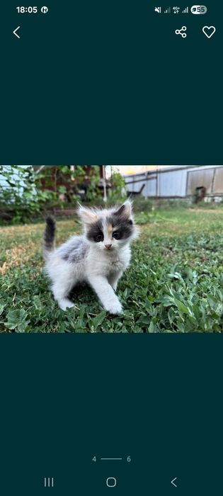 Котята в хорошие руки