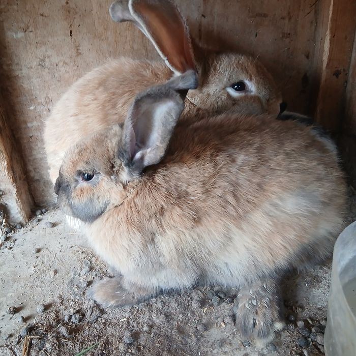 Soglom harakatchang tez kopayadi shoshiling tez sotilib ketmoqda