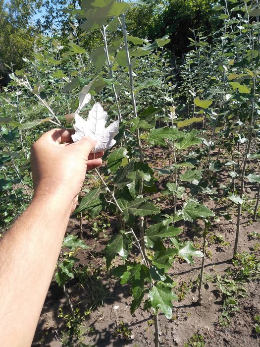 Тополь пирамидальный Саженцы