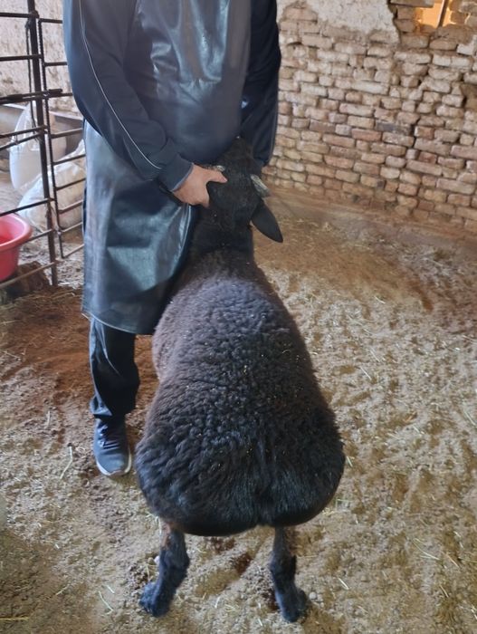 Qoylar qoy Qõchqorla sotladi gõshtini kilosga 135.000 mingdan  aksiya