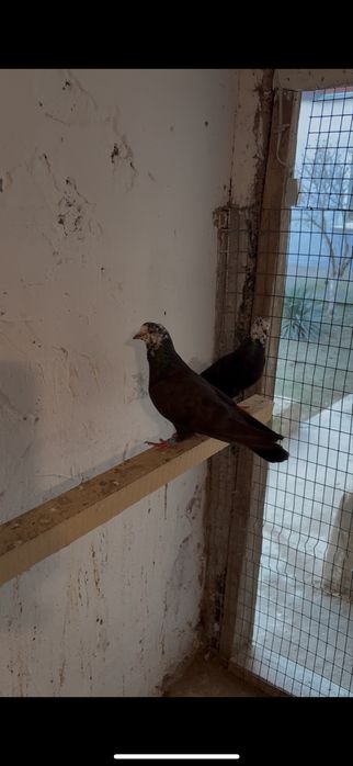 Белоголовые бакинцы