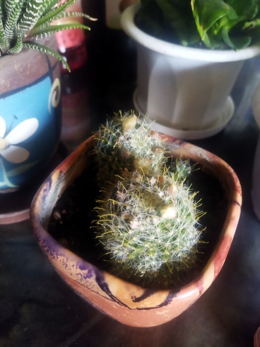 Продам  суккуленты разные