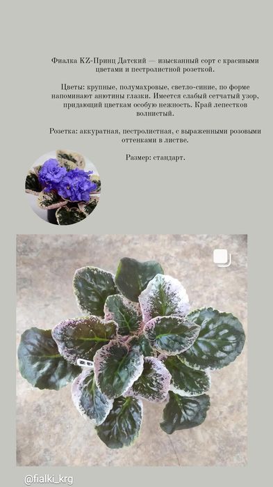 Продам сортовые фиалки