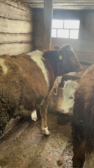 Симменталь қашар