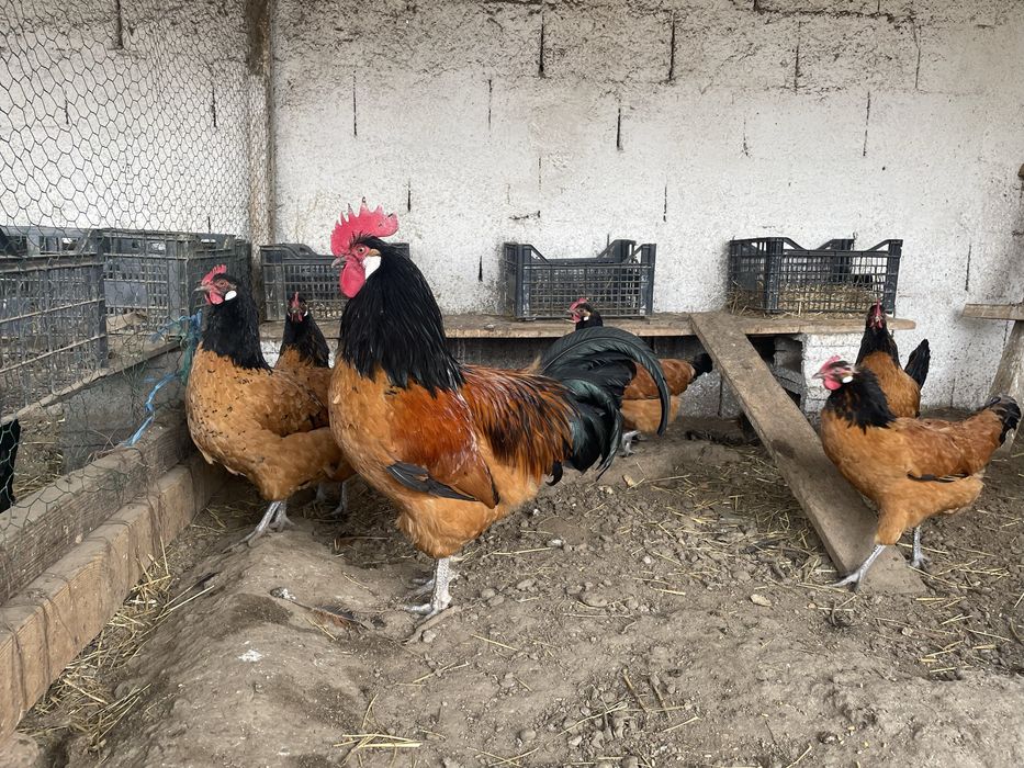 Vand oua de incubat Vorwerk