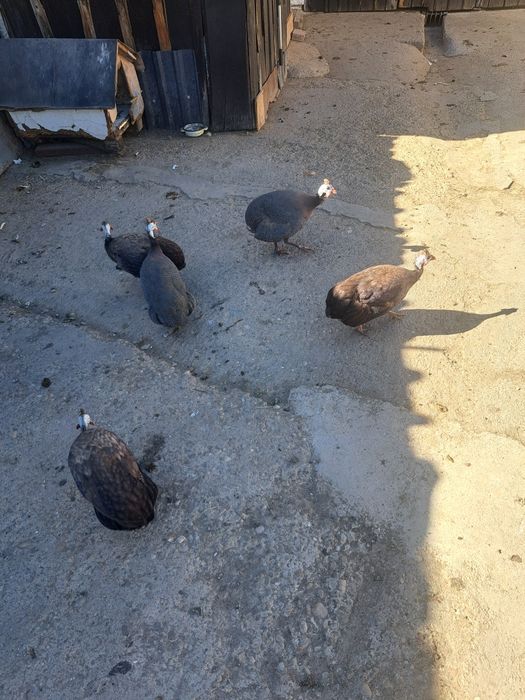 Familie de bibilici
