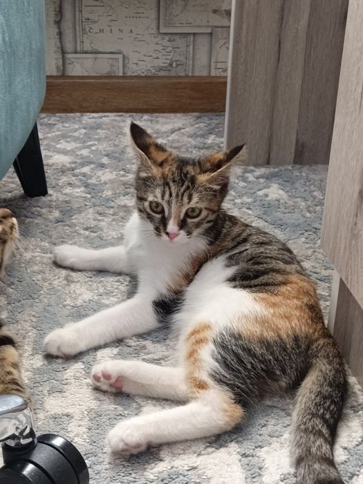 Котёнки даром 3 месяца