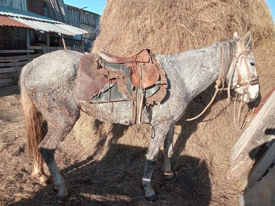 Сельхозживотные лошади продажа