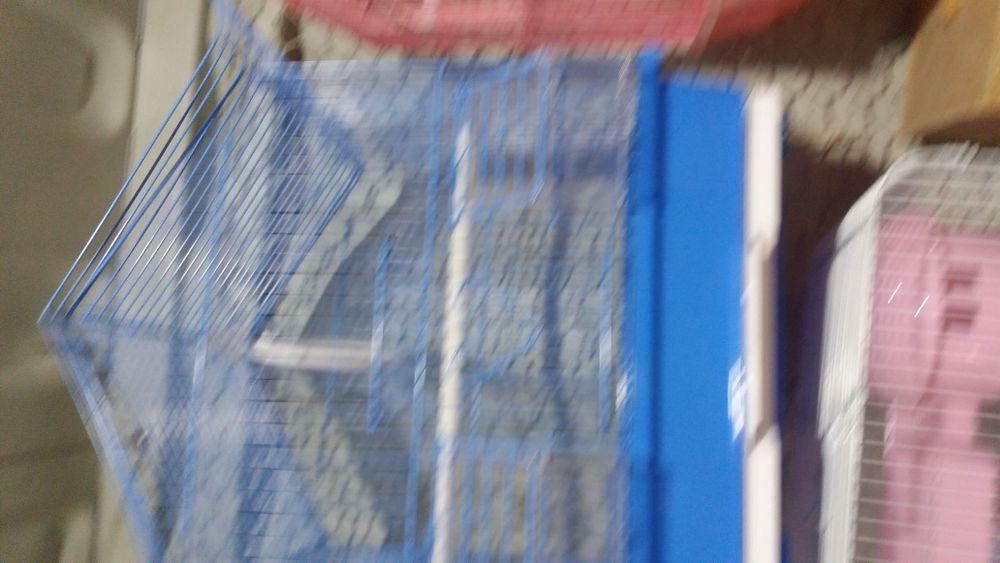 Волнистые попугаи