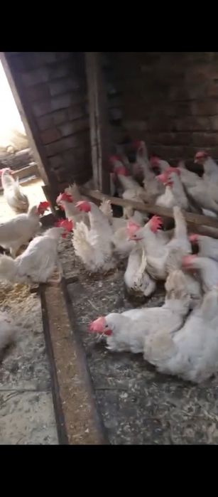 Продам курей несушек