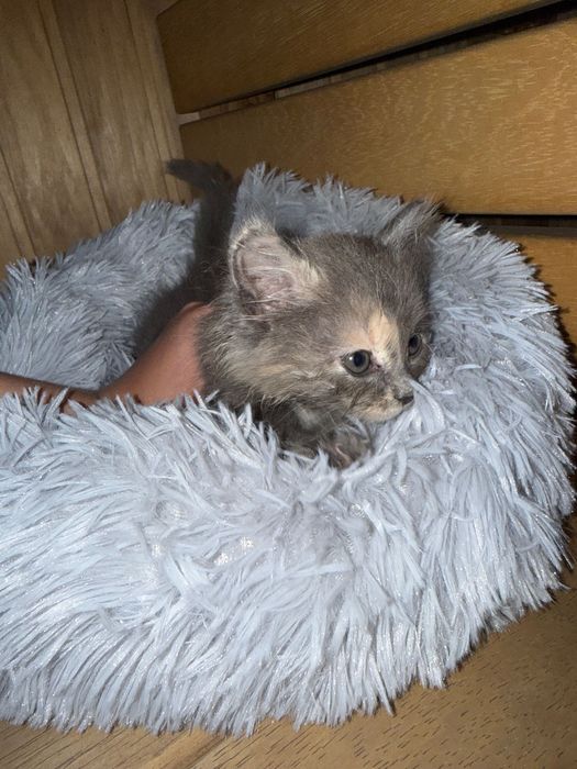 Отдам котенка в добрые руки